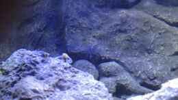 aquarium-von-der-steirer-a-small-one-for-the-little-one-part-ii-aufgeloest_