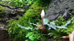 aquarium-von-marcel-reiter-am-ende-des-flusses_Bucephalandra motleyana brownie blue mit Blüte