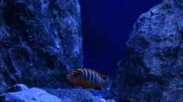 aquarium-von-aj-rocky-malawi_