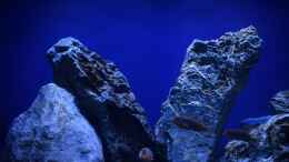 aquarium-von-aj-rocky-malawi_