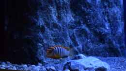 aquarium-von-aj-rocky-malawi_