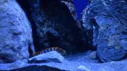 aquarium-von-aj-rocky-malawi_