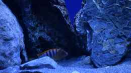 aquarium-von-aj-rocky-malawi_