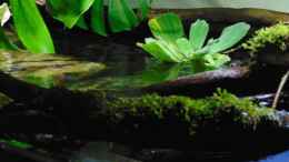 aquarium-von-markaroni-bachlauf-riparium_Pistia stratiotes, Muschelblume