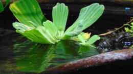 aquarium-von-markaroni-bachlauf-riparium_Muschelblume