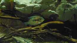 Foto mit Mikrogeophagus altispinosus Zweifleck WF