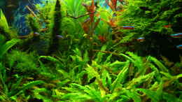 aquarium-von-der-nicky-green-forestaufgeloest_