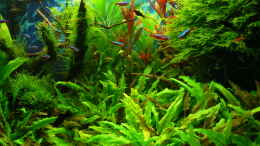 aquarium-von-der-nicky-green-forestaufgeloest_