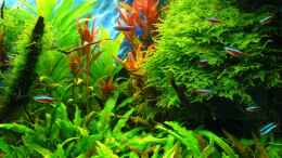 aquarium-von-der-nicky-green-forestaufgeloest_