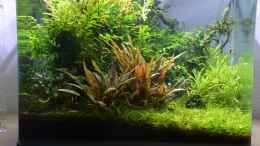 aquarium-von-gallius-rheintalwald_mit neuer Cryptocoryne petchii Pink Stand: 29.09.2016 (Mit