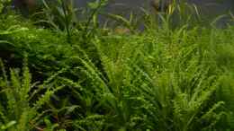 aquarium-von-gallius-rheintalwald_Pogostemon helferi