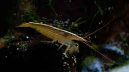 aquarium-von-melusine-vom-musenhain-kleiner-urwald_Atya Moluccensis