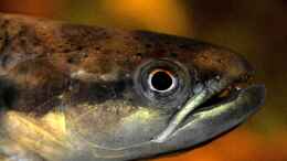 aquarium-von-david-breuers-erythrinus_Erythrinus erythrinus 