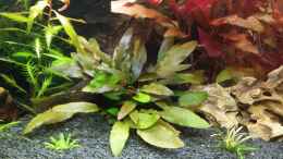 aquarium-von-anna-rs-200l-wohnzimmerwelt_Cryptocoryne