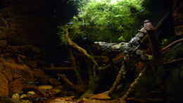 aquarium-von-steffen-s--190er-roots-amp--stones_