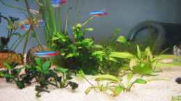 aquarium-von-niki-labi-becken-3213_