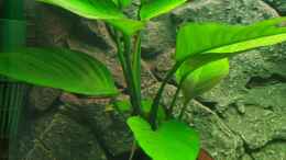 aquarium-von-aqua-ossie-becken-32157_Anubias Heterophylla