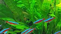 aquarium-von-aqua-ossie-becken-32157_Microsorum Pteropus