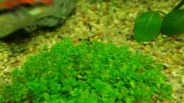 aquarium-von-aqua-ossie-becken-32157_Hemianthus Callitrichoides