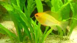 aquarium-von-roland-hoeck-becken-3216_Schmetterlingsbuntbarsch (gold) m