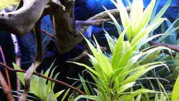 aquarium-von-sascha-m-k--das-grosse_Hygrophila und Ceratophyllum 