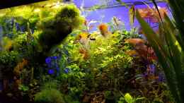 aquarium-von-sebastian-hartmann-gaja_Becken am 08.06.2016