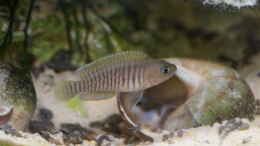 aquarium-von-raphi-neolamprologus-multifasciatus_Männchen