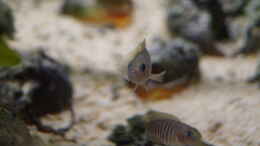 aquarium-von-raphi-neolamprologus-multifasciatus_Männchen und Weibchen(unten)