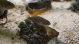 aquarium-von-raphi-neolamprologus-multifasciatus_Weibchen