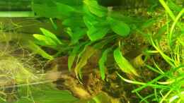 aquarium-von-nawaro-becken-32206_Echinodorus barthi 