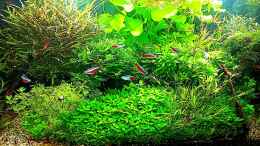 aquarium-von-odin-68-mein-kleines-amazonas-scape_