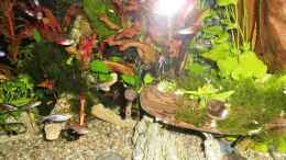 aquarium-von-odin-68-mein-kleines-amazonas-scape_