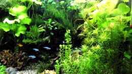 aquarium-von-odin-68-mein-kleines-amazonas-scape_