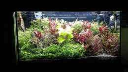 aquarium-von-odin-68-mein-kleines-amazonas-scape_