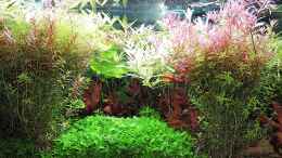 aquarium-von-odin-68-mein-kleines-amazonas-scape_