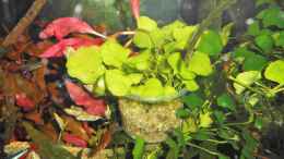 aquarium-von-odin-68-mein-kleines-amazonas-scape_Nymphoides spec... noch im Becher.