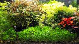 aquarium-von-odin-68-mein-kleines-amazonas-scape_