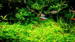 aquarium-von-odin-68-mein-kleines-amazonas-scape_