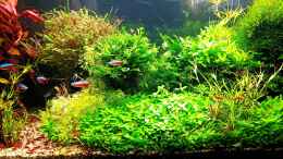 aquarium-von-odin-68-mein-kleines-amazonas-scape_