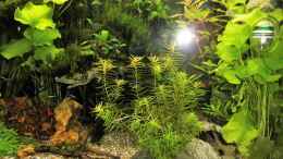 aquarium-von-odin-68-mein-kleines-amazonas-scape_