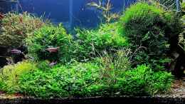 aquarium-von-odin-68-mein-kleines-amazonas-scape_