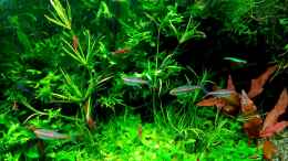 aquarium-von-odin-68-mein-kleines-amazonas-scape_