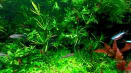 aquarium-von-odin-68-mein-kleines-amazonas-scape_