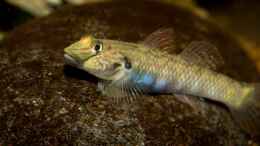 aquarium-von-ajakandi-smaugs-einoede_Rhinogobius formosanus