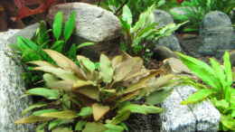 aquarium-von-sarah-wt-%E8%A9%A0-ewiger-fruehling_Cryptocoryne Garten