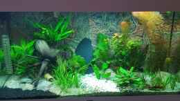 aquarium-von-huni-becken-32241_Aquarium nach 3 Wochen Einlaufphase