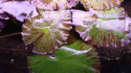 aquarium-von-gigi-panoramabecken-300-liter_Tigerlotus an der Wasseroberfläche