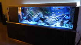 aquarium-von-malawinator-becken-32316_