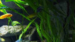 aquarium-von-malawinator-becken-32316_Cryptocoryne crispatula var. balansae