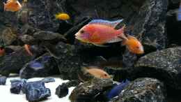 Foto mit Aulonocara Fire Fish